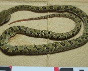 Habu snake caught on Miyako Island for the first time