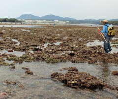 People enjoy digging clams at Henoko