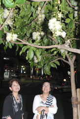 Powderpuff trees bloom at night