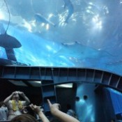 Dolphin in giant aquarium of Okinawa Churaumi