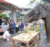 Indian elephant Ryuka eats cake for 13th birthday