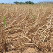 Lack of rain damages sugarcane and vegetables in Okinawa