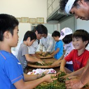 Pupils pick tea in Nago