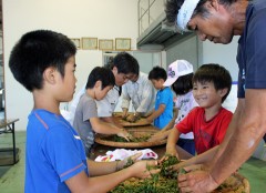 Pupils pick tea in Nago
