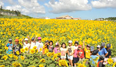 Sunflowers in full bloom in Haebaru