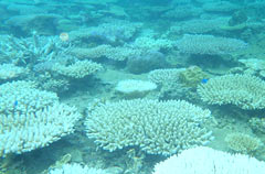 Coral bleaching confirmed at Kunigami for the first time since 1998