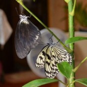 Black rice paper butterfly found for the first time in Okinawa