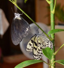 Black rice paper butterfly found for the first time in Okinawa