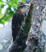 <em>Noguchigera</em> spotted in Nago for first time in four years
