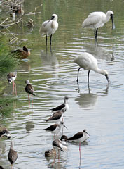 Migratory birds at pond at Tomigusuku