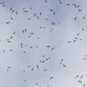 Over 30,000 grey-faced buzzards fly to Miyako
