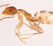 Argentine ants found where earth and sand is to be collected for Henoko reclamation work