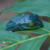 Blue frog found in the northern mountains a sign of a happy future?