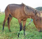 Yonaguni horse rescued from stranded cargo ship after 11 days
