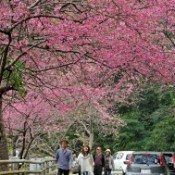 Cherry blossom festival starts in Okinawa earlier than other parts of Japan