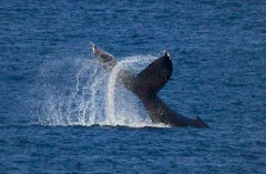 Two whales swim raising a spray of water off Kunigami