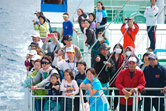 Tokashiki Island Marathon: Runners and volunteers enjoy whale watching