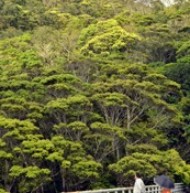 New green leaves mark the beginning of spring in Okinawa