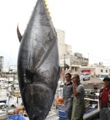 A giant bluefin tuna caught at Tomari Fishing Port in Naha