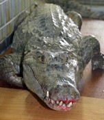 An escaping crocodile captured at Chatan restaurant