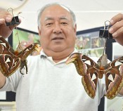 Atlas moths' love season begins on Yonaguni Island