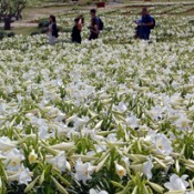 Lily festival starts on Iejima Island