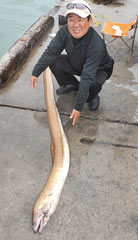2.7-meter long moray captured
