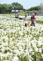60,000 Easter lilies in full bloom in Okinawa