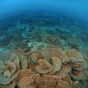 Large coral reefs found in the seas surrounding Iriomote, Ishigaki Islands