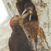 Okinawa woodpeckers raise their babies in Takae