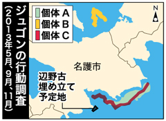 Okinawa Defense Bureau confirms traces of dugongs eating seaweed in the sea around Henoko