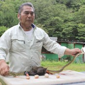 Okinawa Rail’s eggs found in the belly of Habu snake