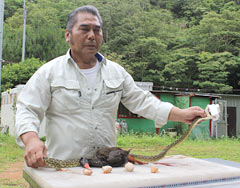 Okinawa Rail’s eggs found in the belly of Habu snake