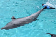 A dolphin swims with a new artificial tail fin