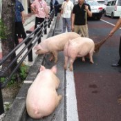 Eight pigs run away on national highway