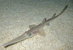 Baby saw sharks born at Okinawa Churaumi Aquarium