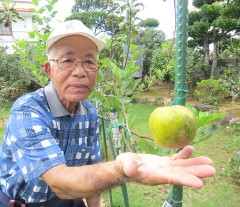 Okinawan farmer taking on the challenge to grow apples in the prefecture