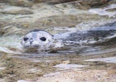 Seal appears in the sea of Tokashiki Island