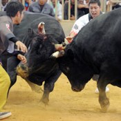 All Okinawa Bullfighting Summer Tournament attracts 2,500 spectators