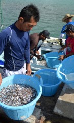 Smaller summer bonus of suku fish this year