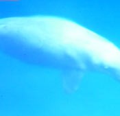 NTV team succeed in filming dugong in the sea off coast of Nago
