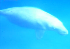 NTV team succeed in filming dugong in the sea off coast of Nago