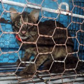 An Iriomote wild cat released back into the wild after recovering from injuries in a car accident
