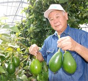 Itoman farmer aiming to export avocados