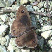 Three rare butterfly species photographed in Takae on same day