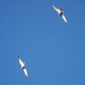 Chinese Goshawk  birds visit  Zamami Island
