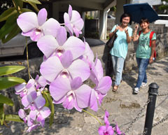 Orchid flowers  attract visitors on Kinjo Dam Street in Naha
