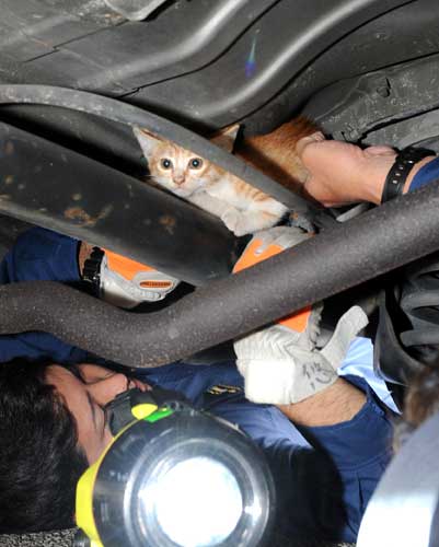 Kitten stuck between car saved