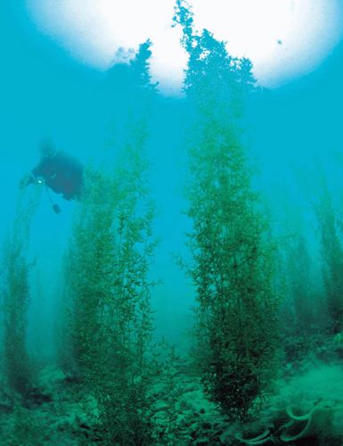 Huge marine algae community in Oura Bay