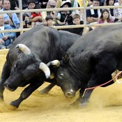 All-Okinawa Bullfighting Autumn Tournament attracts 4,500 spectators